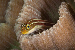 Striped Triplefin.  Ningaloo Reef, Western Australia.  Ca... by Ross Gudgeon 